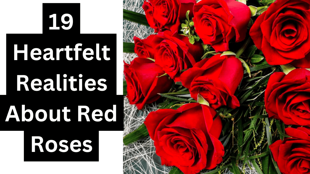 19 Heartfelt Realities About Red Roses