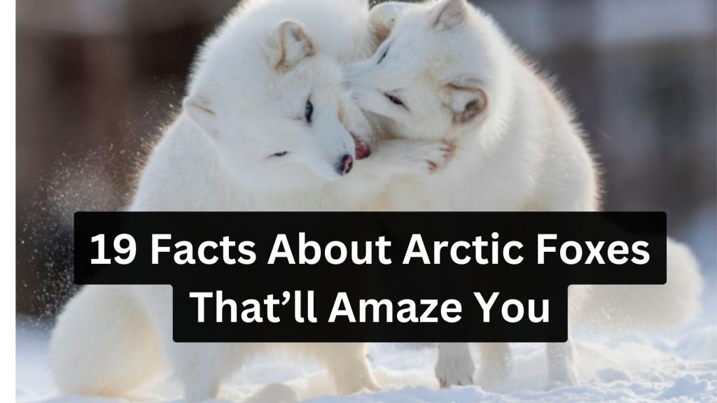 19 Facts About Arctic Foxes That’ll Amaze You