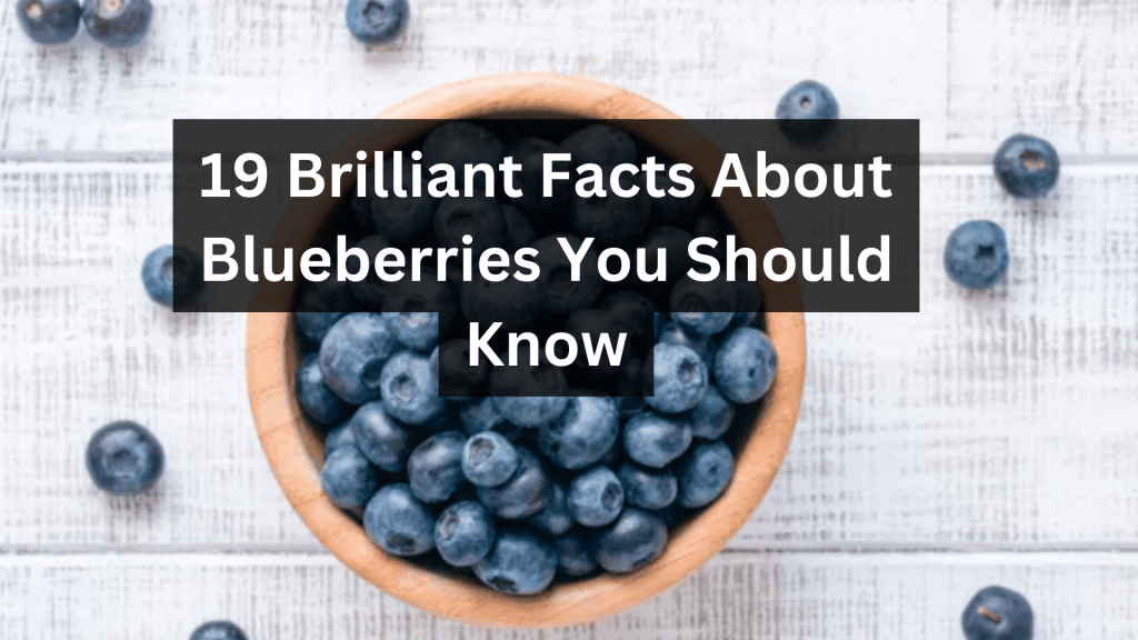 19 Brilliant Facts About Blueberries You Should Know